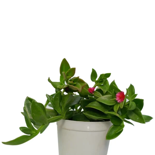ApteniaCordifolia_BabySunrose__BareRooted.webp
