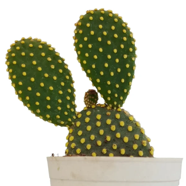 BunnyEarGoldenDotCactus_BareRooted.webp
