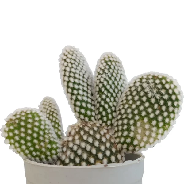 BunnyEarWhiteDotCactus_BareRooted.webp