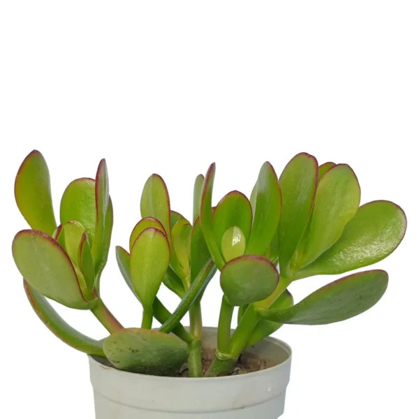 CrassulaMoneyTree_KuberakshiPlant__BareRooted.webp