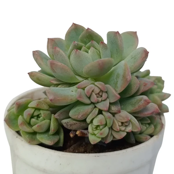 EcheveriaColorata_BareRooted.webp
