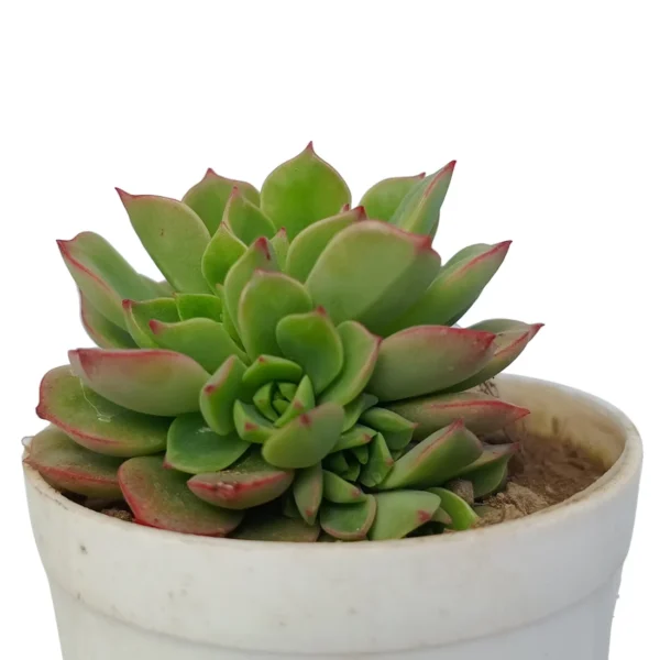 EcheveriaGoldenGlow_BareRooted-2.webp