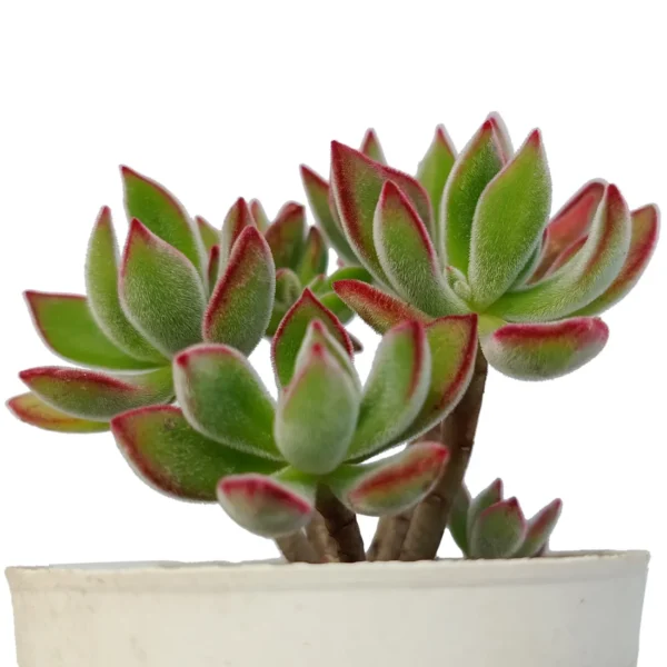 EcheveriaHermsii_PlushPlant__BareRooted.webp