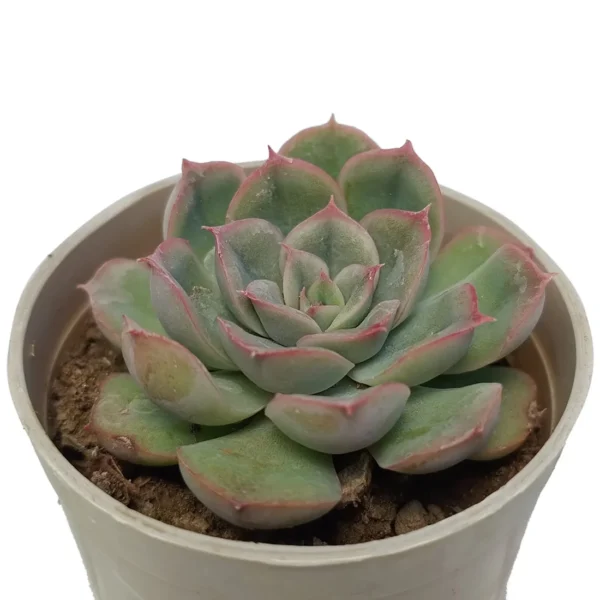 EcheveriaStrictiflora_Purple.webp