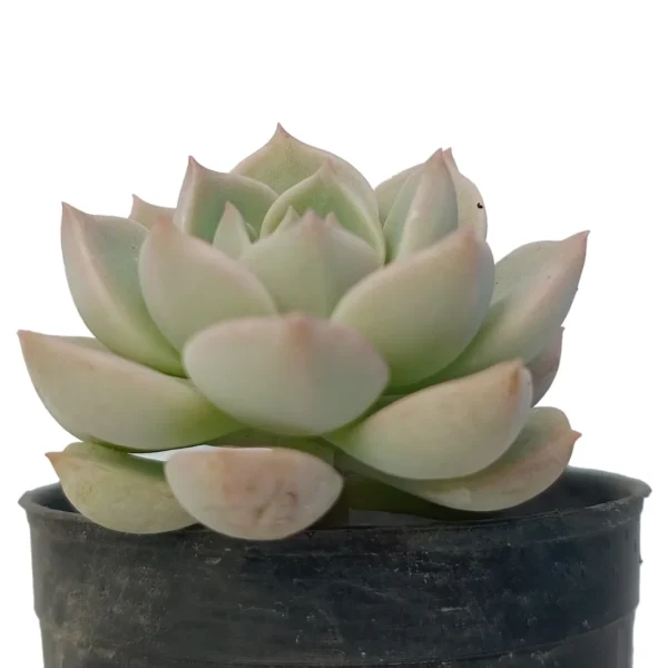 Echeveria_FleurBlanc__BareRooted.webp