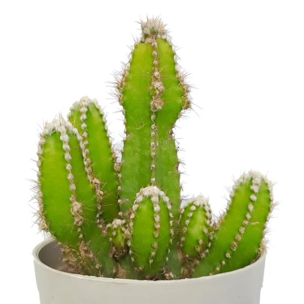 FairyCastleCactus_BareRooted.webp
