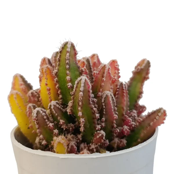 Fairycastlecactus_varigated_BareRooted.webp