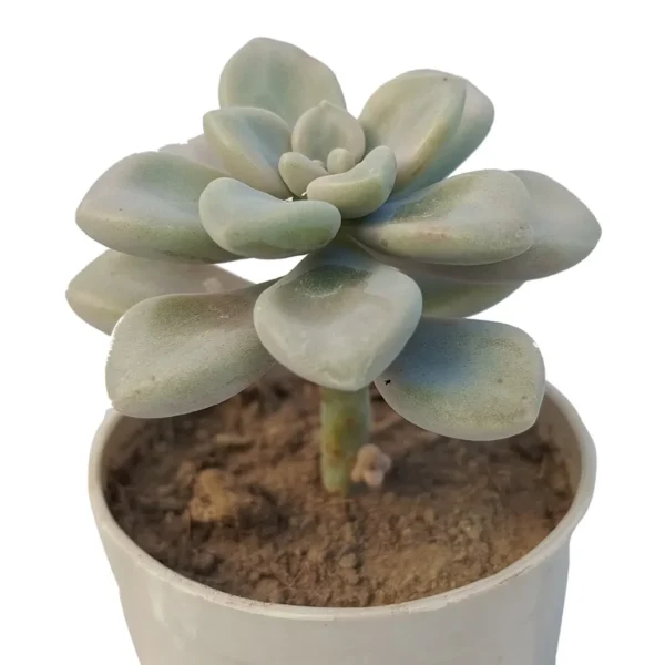 GraptopetalumMirinae_BareRooted.webp
