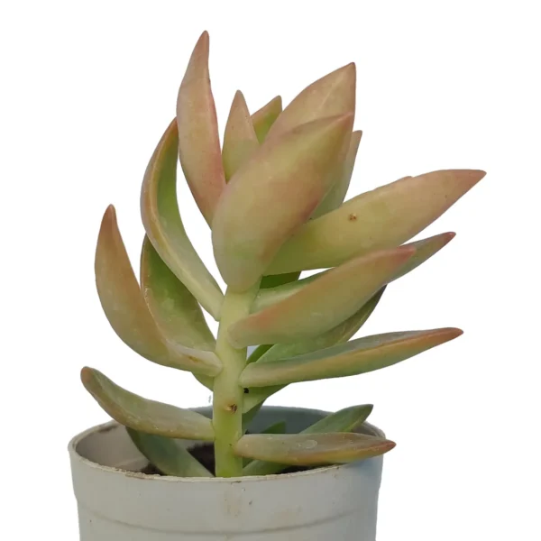 GraptosedumSpicies-SucculentPlant_BareRooted.webp