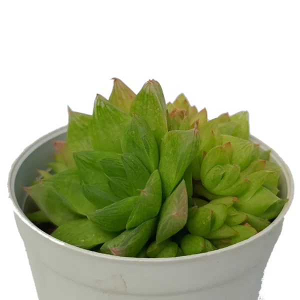 HaworthiaGreen_BareRooted.webp
