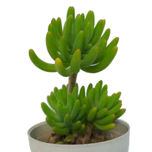 Jelly Bean Tree (Bare Rooted)