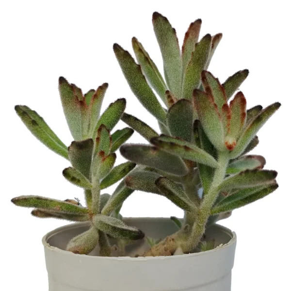 KalanchoeTomentosa_PandaPlant__BareRooted.webp