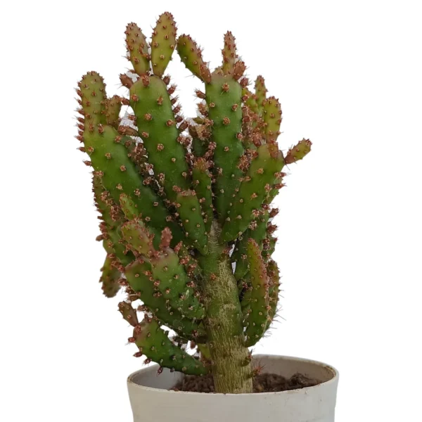 MaihueniopsisCactus_BareRooted-1.webp
