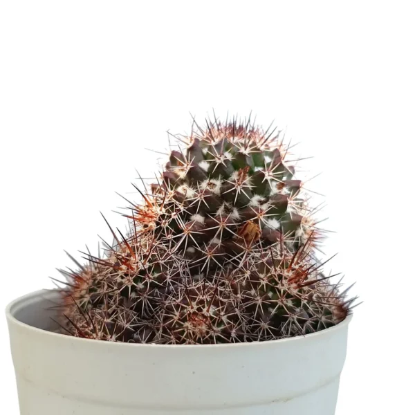 MamallariaEichlamiiCactus_BareRooted-1.webp