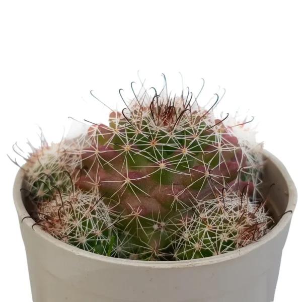 MammillariaCrinitaCactus_BareRooted.webp