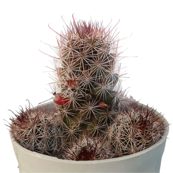 MammillariaGrahamiiCactus-RedApparent_BareRooted.webp