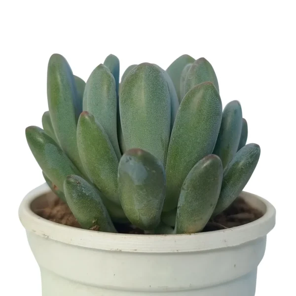 PachyveriaClavifolia_BareRooted.webp