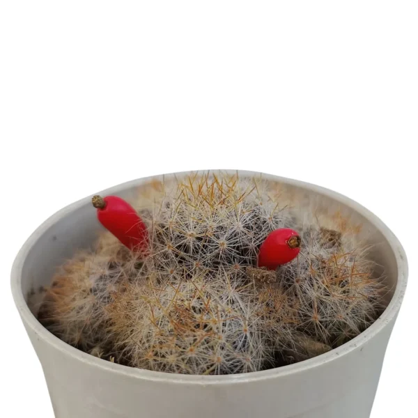 ProliferaSilverCactus_BareRooted.webp