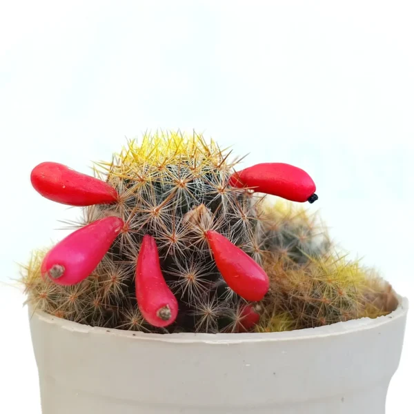 RedPearlCactus_BareRooted.webp