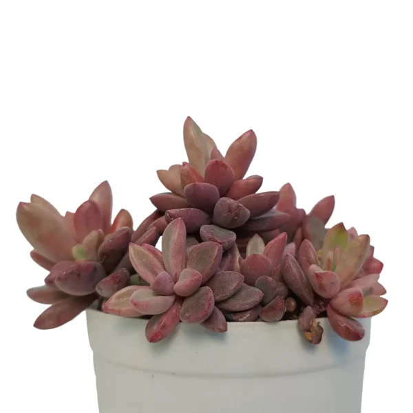 RedShadedSedum_BareRooted.webp