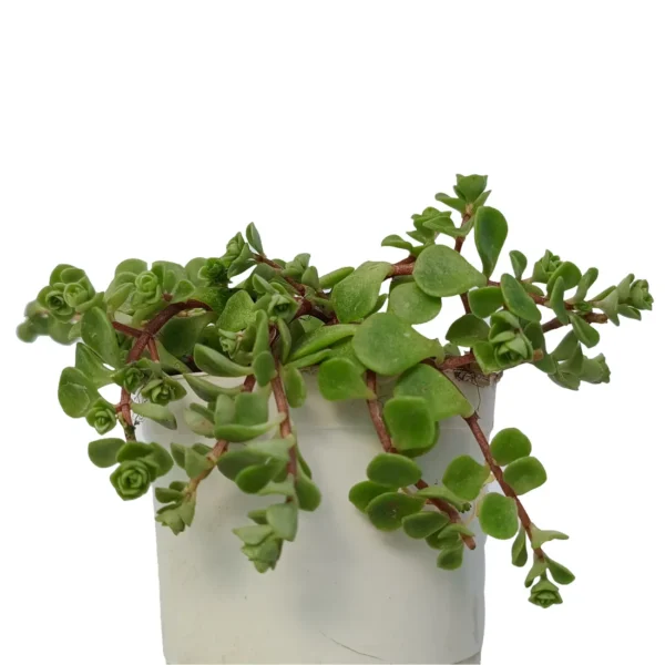 SedumTetractinumStonecrop_BareRooted-1.webp