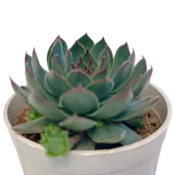 SempervivumCalcareumVerigated_LaxmiKamal_BareRooted.webp