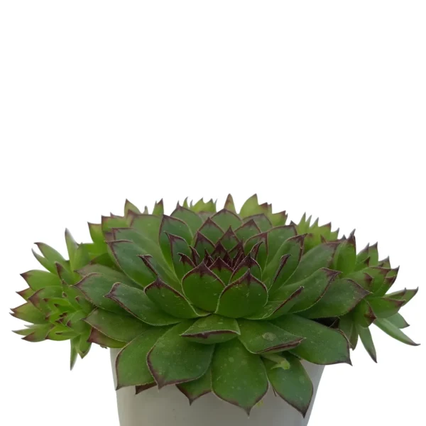 SempervivumCalcareum_LaxmiKamal_BareRooted.webp