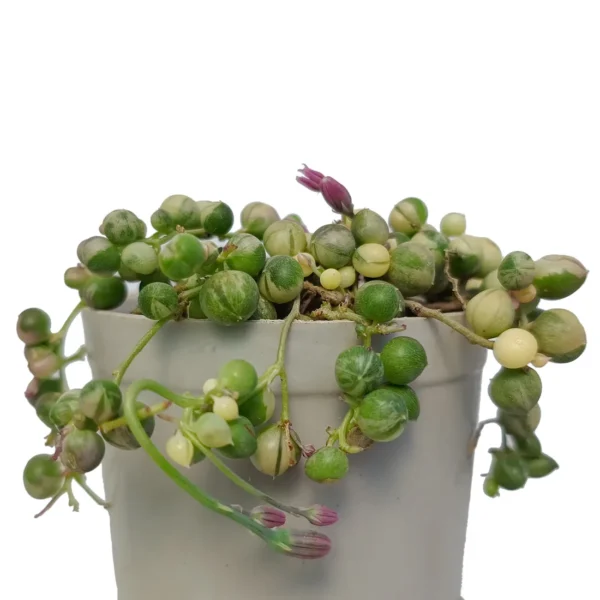 SenecioRowleyanus-StringOfPearl_Verigated_BareRooted.webp