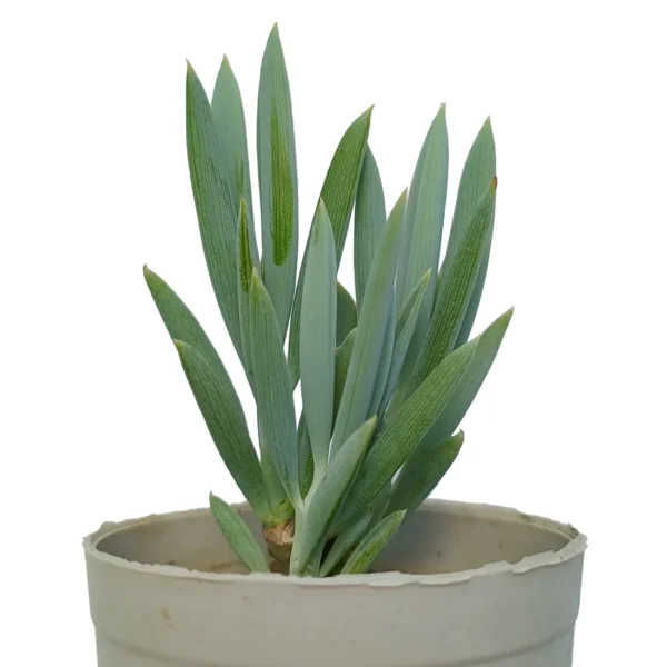 SenecioSerpens_BlueStraightChalksticks_BareRooted.webp