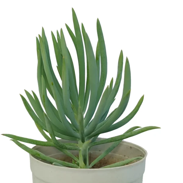 SenecioSerpens_DwarfGreenChalksticks_BareRooted.webp