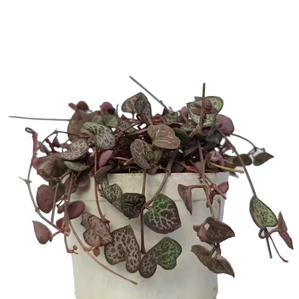 StringOfHearts-Ceropegia_BareRooted.webp