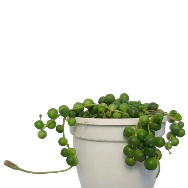 StringOfPearls_BareRooted.webp
