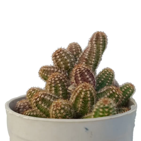echinoposiscactus.webp